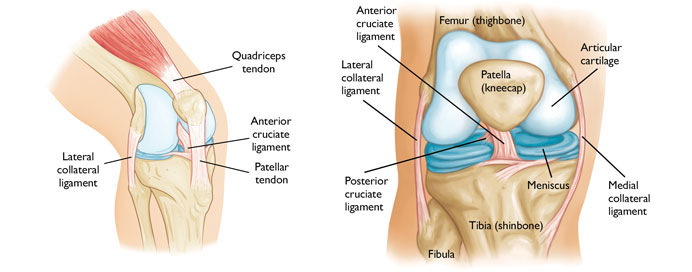 Knee – meniscus, ACL, PCL, Collateral injuries - Knee sports injury treatment