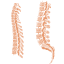 Endoscopic Spine Surgery